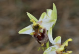 Ophrys levantina