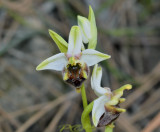 Ophrys levantina
