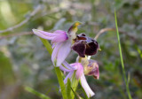 Ophrys elegans