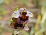 Ophrys levantina  x  tenthredinifera, evolution is still going