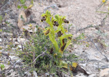 Ophrys flavomarginata, double spike - O. flavomarginata vertakt