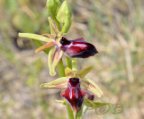 Ophrys hystera, size 28 mm