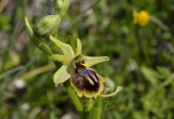 Ophrys alasiatica