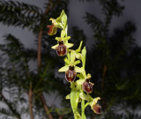 Ophrys sphegodes var. tarquinia, double spike