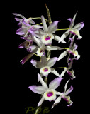 Dendrobium, undescribed form of nobile or lituiflorum