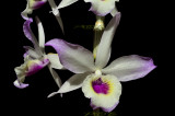 Dendrobium, undescribed form of nobile or lituiflorum