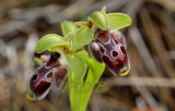 Oprys attica