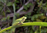 Boomkikker, Hyla savignyi