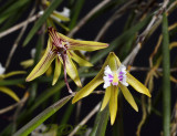 Dendrobium mortii 
