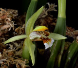 Coelogyne confusa