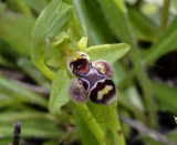 Ophrys umbilicata complex
