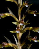 Cyclopogon epiphyticus