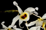 Dendrobium signatum var. oculatum