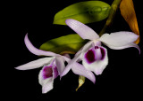 Dendrobium anosmum var. huttonii