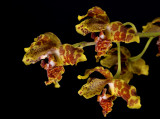 Rudolfiella picta