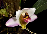 Bifrenaria harrisoniae