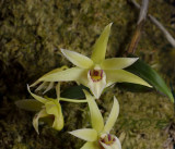 Dendrobium catenatum