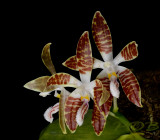 Phalaenopsis sumatrana variety