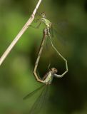 paringswiel houtpantserjuffers ( Lestes viridis )