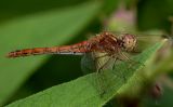 steenrood, vrouw uitgekleurd en op haar mooist ( Sympetrum vulgatum )