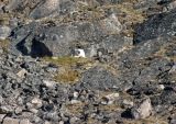 Polar bear hiding