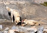 Husky dogs