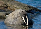 Walrus about to fall asleep