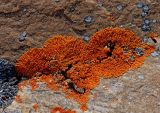 Lichen growth