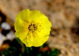 Flower 3