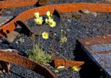Beauty amid the debris