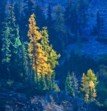 Glowing Larch
