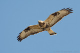 Rough-legged Buzzard - Ruigpootbuizerd - Buteo lagopus