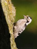 Kleine Bonte Specht / Lesser Spotted Woodpecker