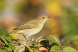 Chiffchaff - Tjiftjaf - Phylloscopus collybita