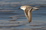 Sanderling - Drieteenstrandloper - Calidris alba