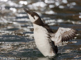 Common Murre (Guillemot) - Zeekoet - Uria aalge