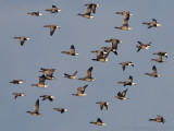 Red-breasted Goose - Roodhalsgans - Branta ruficollis