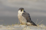 Peregrine Falcon - Slechtvalk - Falco peregrinus