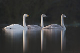 Whooper Swan - Wilde-Zwaan - Cygnus cygnus