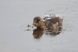 Little Grebe - Dodaars - Tachybaptus ruficollis