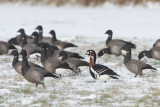 Red-breasted Goose - Roodhalsgans - Branta ruficollis