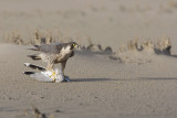 Peregrine Falcon - Slechtvalk - Falco peregrinus