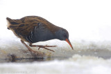 Water Rail - Waterral - Rallus aquaticus