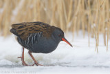 Water Rail - Waterral - Rallus aquaticus