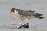 Peregrine Falcon - Slechtvalk - Falco peregrinus