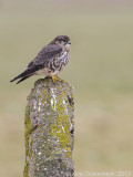 Merlin - Smelleken - Falco columbarius