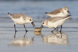 Sanderling - Drieteenstrandloper - Calidris alba