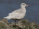 Glaucous Gull - Grote Burgemeester - Larus hyperboreus