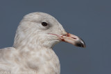 Glaucous Gull - Grote Burgemeester - Larus hyperboreus