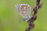 Adonisblauwtje - Adonis Blue - Polyommatus bellargus